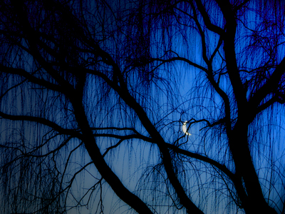 willows and moon